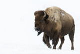 Image. Amerikanischer Bison