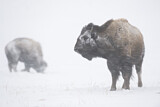 Image. Amerikanischer Bison