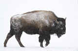 Image. Amerikanischer Bison