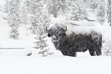 Image. Amerikanischer Bison