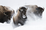 Image. Amerikanischer Bison