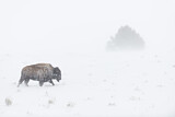 Image. Amerikanischer Bison
