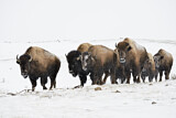 Image. Amerikanischer Bison