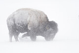 Image. Amerikanischer Bison