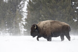 Image. Amerikanischer Bison