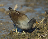 Image. Amerikateichhuhn