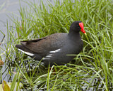 Image. Amerikateichhuhn