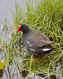 Image. Amerikateichhuhn