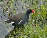 Image. Amerikateichhuhn