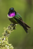 Image. Amethyst-throated Sunangel