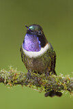 Image. Amethyst-throated Sunangel