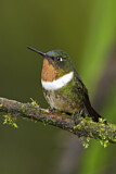 Image. Amethyst-throated Sunangel