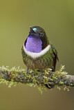 Image. Amethyst-throated Sunangel