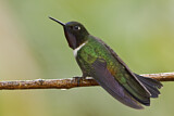 Image. Amethyst-throated Sunangel