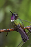 Image. Amethyst-throated Sunangel