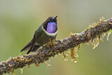 Image. Amethyst-throated Sunangel