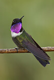 Image. Amethyst-throated Sunangel