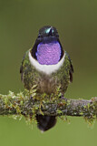 Image. Amethyst-throated Sunangel