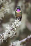 Image. Amethyst-throated Sunangel