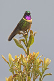 Image. Amethyst-throated Sunangel