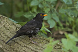 Image. Amsel