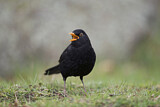 Image. Amsel