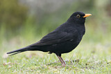 Image. Amsel