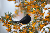 Image. Amsel