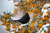 Image. Amsel