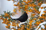 Image. Amsel