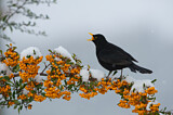 Image. Amsel