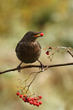 Image. Amsel