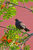 Image. Amsel