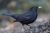 Image. Amsel