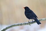 Image. Amsel