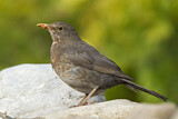 Image. Amsel