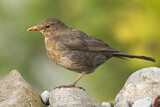 Image. Amsel