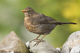 Image. Amsel
