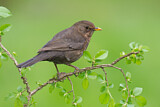 Image. Amsel