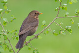 Image. Amsel