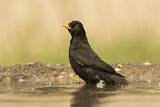 Image. Amsel
