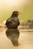 Image. Amsel