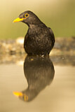 Image. Amsel