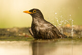 Image. Amsel