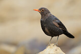 Image. Amsel