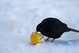 Image. Amsel