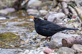 Image. Amsel