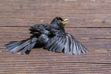 Image. Amsel