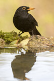 Image. Amsel