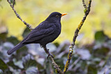 Image. Amsel